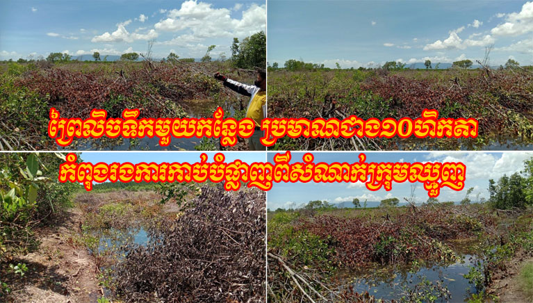 ព្រៃ​លិច​ទឹក​មួយ​កន្លែង ប្រមាណ​ជាង​១០​ហិកតា កំពុង​រង​ការកាប់បំផ្លាញ​ពី​សំណាក់​ក្រុម​ឈ្មួញ​